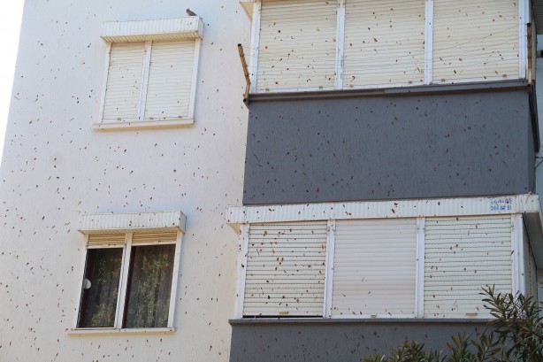 Foto - Yarasalar dışkılarıyla site sakinlerini bezdirdi