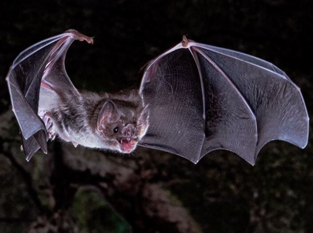 Foto - Yarasanın ısırdığı küçük çocuk öldü! Kardeşleri hastanede tedavi altında