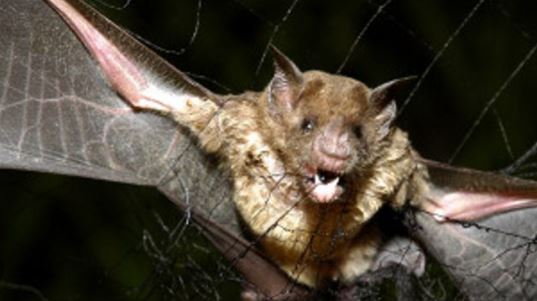 Foto - Yarasanın ısırdığı küçük çocuk öldü! Kardeşleri hastanede tedavi altında