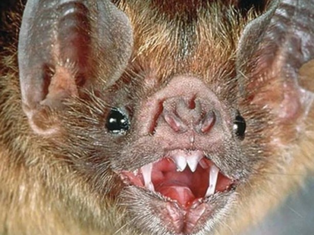 Foto - Yarasanın ısırdığı küçük çocuk öldü! Kardeşleri hastanede tedavi altında