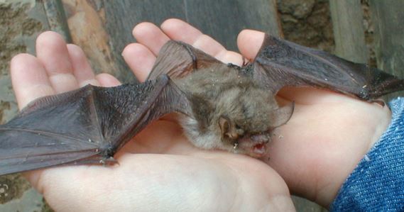 Foto - Yarasanın ısırdığı küçük çocuk öldü! Kardeşleri hastanede tedavi altında