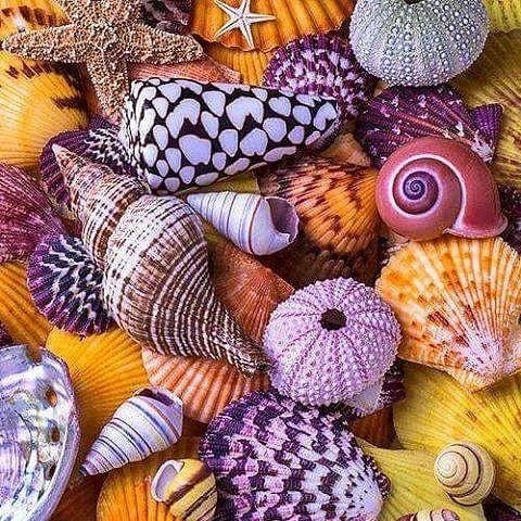 Foto - Yaratan en güzel suret verendir: İşte ilahi sanatın tezahürleri müthiş yaratma sanatından örnekler
