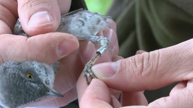 Foto - Yaratılış mucizesi... 8 gram ağırlığındaki kuş Karadeniz'i bir gecede geçiyor