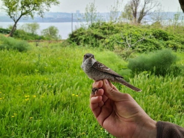 Foto - Yaratılış mucizesi... 8 gram ağırlığındaki kuş Karadeniz'i bir gecede geçiyor