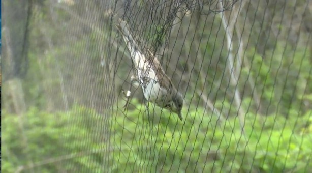 Foto - Yaratılış mucizesi... 8 gram ağırlığındaki kuş Karadeniz'i bir gecede geçiyor