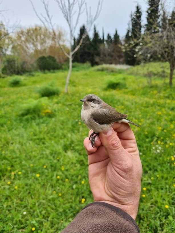 Yaratılış mucizesi... 8 gram ağırlığındaki kuş Karadeniz'i bir gecede geçiyor