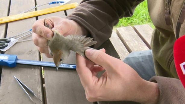 Foto - Yaratılış mucizesi... 8 gram ağırlığındaki kuş Karadeniz'i bir gecede geçiyor
