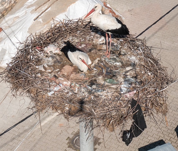 Foto - Yaren Leylek, Adem Amcayı unuttu