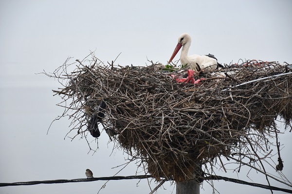 Yaren Leylek geldi! Turizmi hareketlendirdi