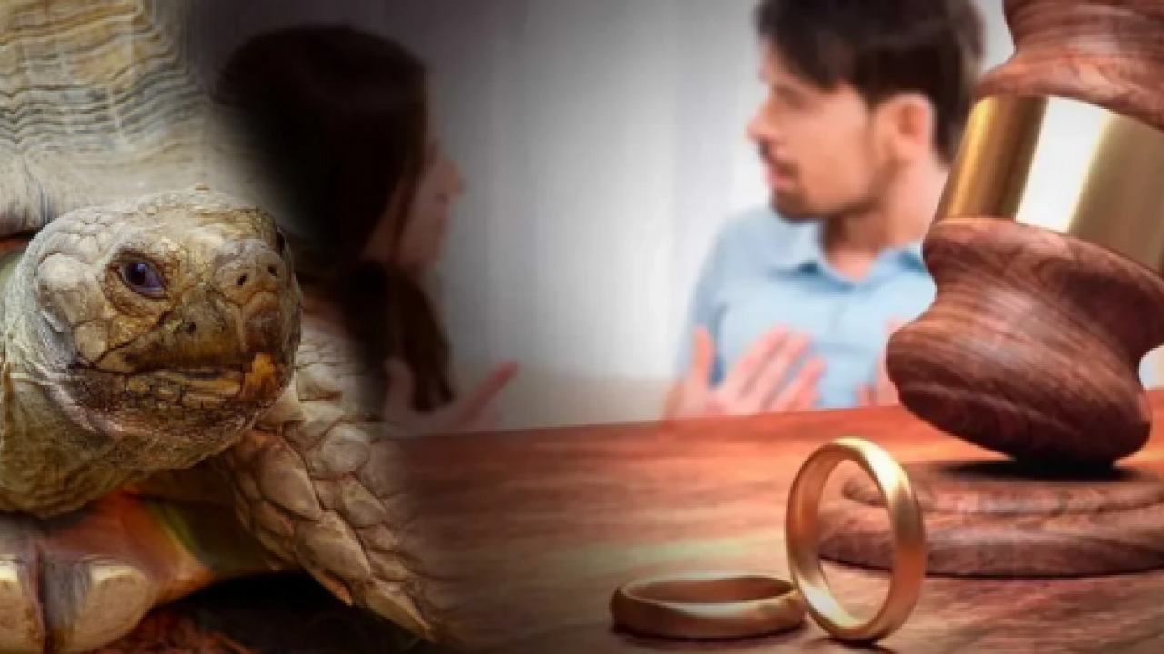 Yargıtay'dan dikkat çeken boşanma kararı! Eşine 'tosbağa' dedi, pahalıya patladı! Hakaret eden eş ağır kusurlu bulundu
