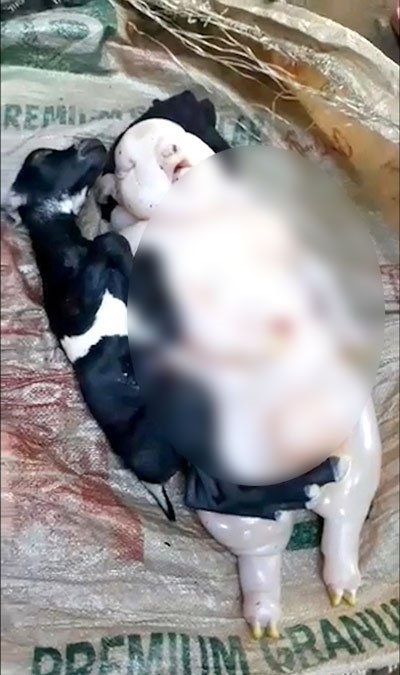 Foto - Yarı insan yarı domuz canlı görenleri şoka soktu!