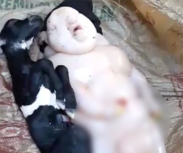 Yarı insan yarı domuz canlı görenleri şoka soktu!