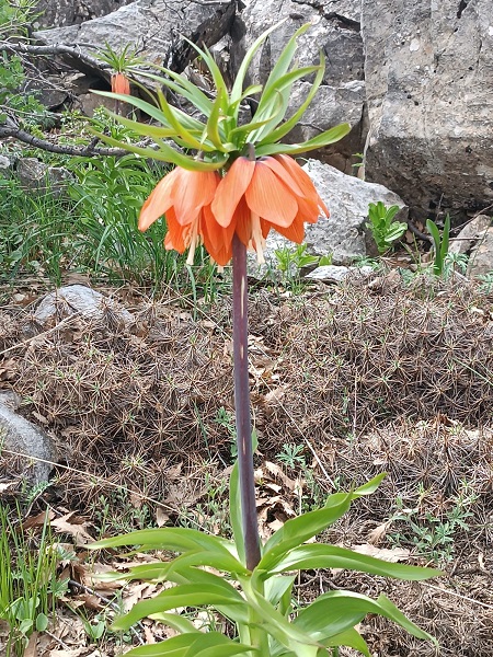 Foto - Yarım milyonunuz yoksa bu çiçeklere yaklaşmayın