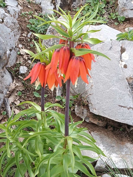 Foto - Yarım milyonunuz yoksa bu çiçeklere yaklaşmayın