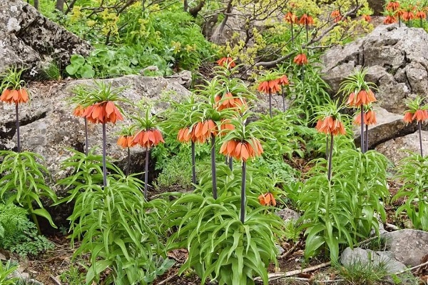 Foto - Yarım milyonunuz yoksa bu çiçeklere yaklaşmayın