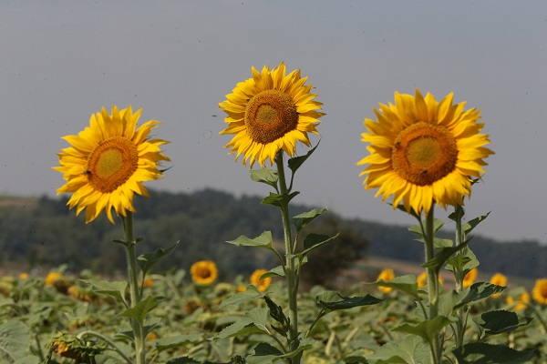 Foto - Yarısı üreticiden yarısı devletten 