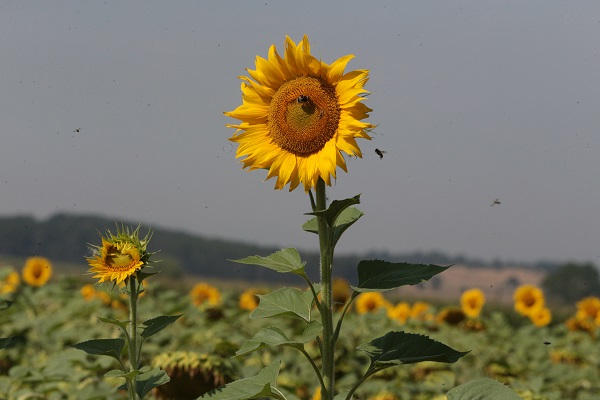 Foto - Yarısı üreticiden yarısı devletten 