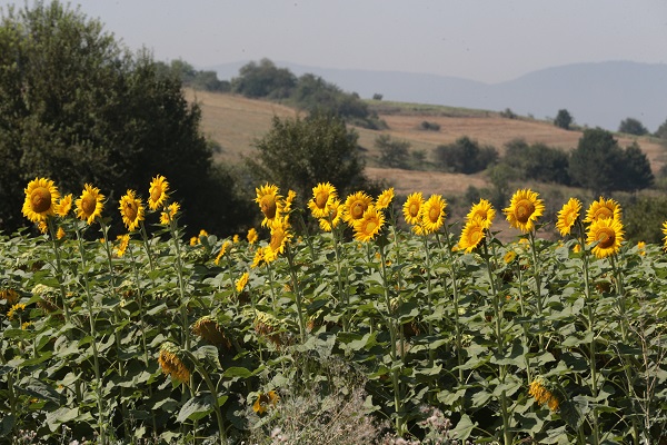 Foto - Yarısı üreticiden yarısı devletten 