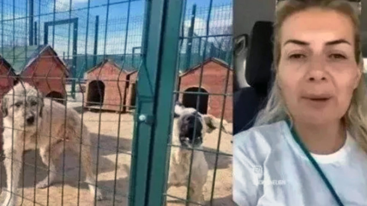 Foto - Yaşama Tutunan Patiler Derneğine soruşturma! Köpek sevgisini kullanarak milyonları götürmüşler