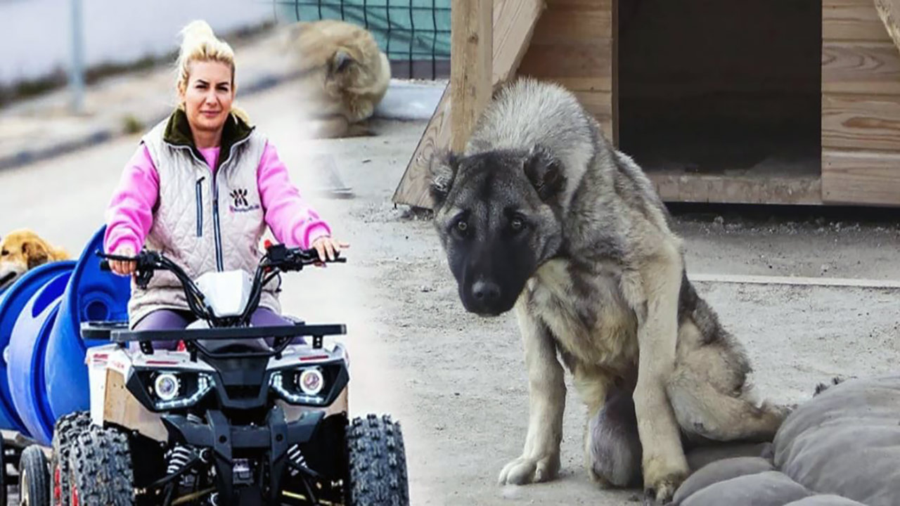 Foto - Yaşama Tutunan Patiler Derneğine soruşturma! Köpek sevgisini kullanarak milyonları götürmüşler