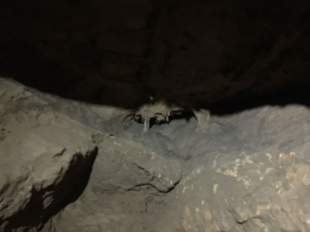 Foto - Yaşayan Mağara: Gökgöl