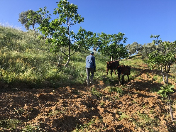 Foto - Yaşıtları köyü terk ederken onlar kalmayı tercih etti! Sayıları az günlük 3 bin lira kazanıyorlar