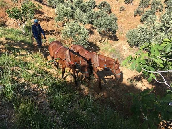 Foto - Yaşıtları köyü terk ederken onlar kalmayı tercih etti! Sayıları az günlük 3 bin lira kazanıyorlar