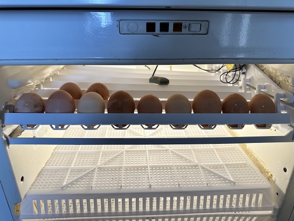 Foto - Yaşıtları oyun başından kalkmıyor! 15 yaşındaki genç bakın odasında ne yetiştirdi