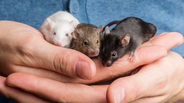 Foto - Yaşlandırmayı geciktirmenin yolunu buldular