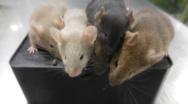 Foto - Yaşlandırmayı geciktirmenin yolunu buldular