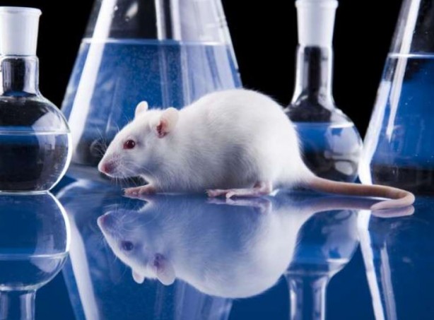 Foto - Yaşlandırmayı geciktirmenin yolunu buldular