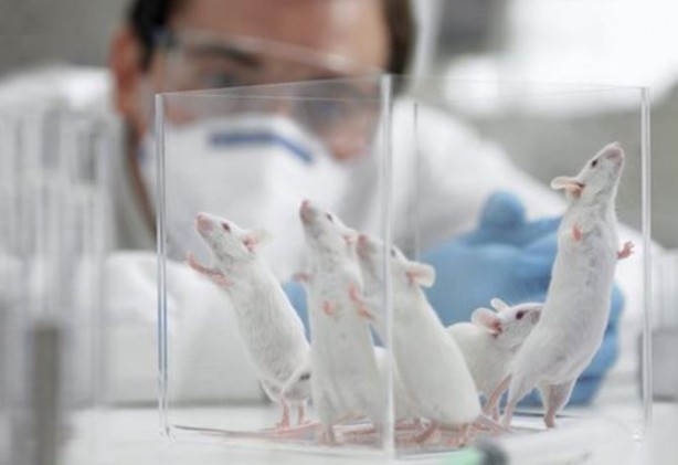 Foto - Yaşlandırmayı geciktirmenin yolunu buldular