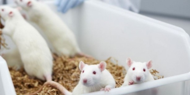 Foto - Yaşlandırmayı geciktirmenin yolunu buldular