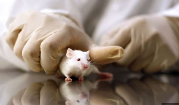 Foto - Yaşlandırmayı geciktirmenin yolunu buldular