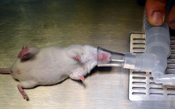 Foto - Yaşlandırmayı geciktirmenin yolunu buldular