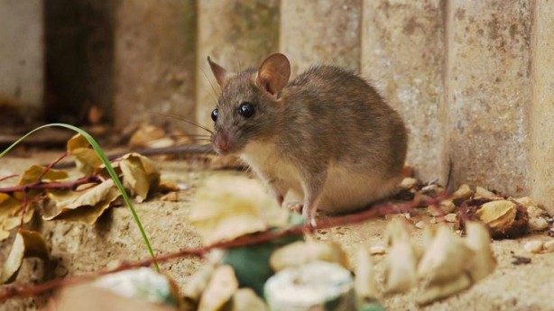 Yaşlandırmayı geciktirmenin yolunu buldular