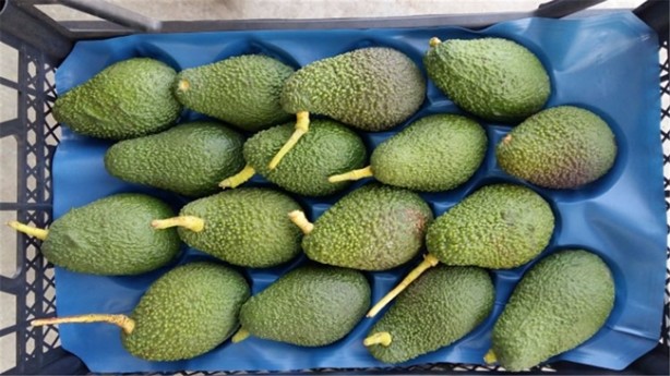 Foto - Yaşlanma sürecini yavaşlatıyor!