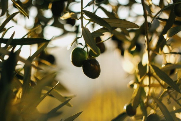 Foto - Yaşlanmayı yavaşlatan 10 besin
