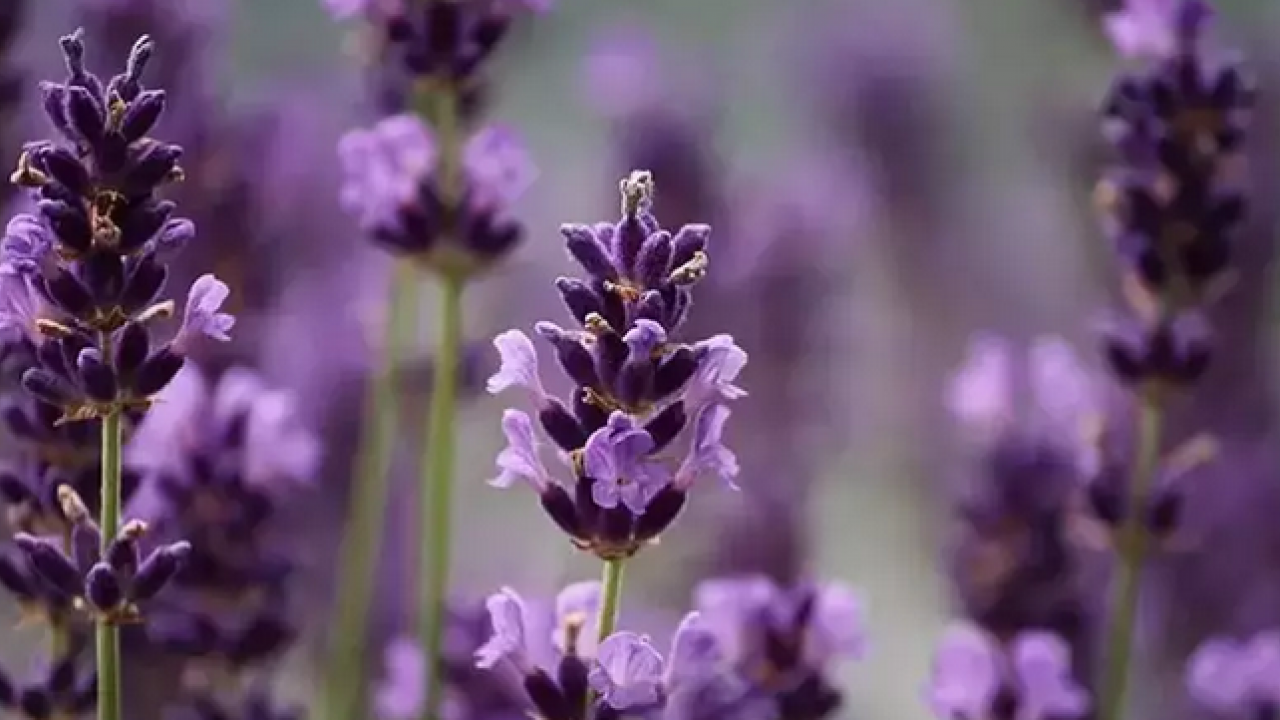 Foto - Yastığın yanına koyunca mışıl mışıl uyutuyor! Resmen uykusuzluğu bitiriyor