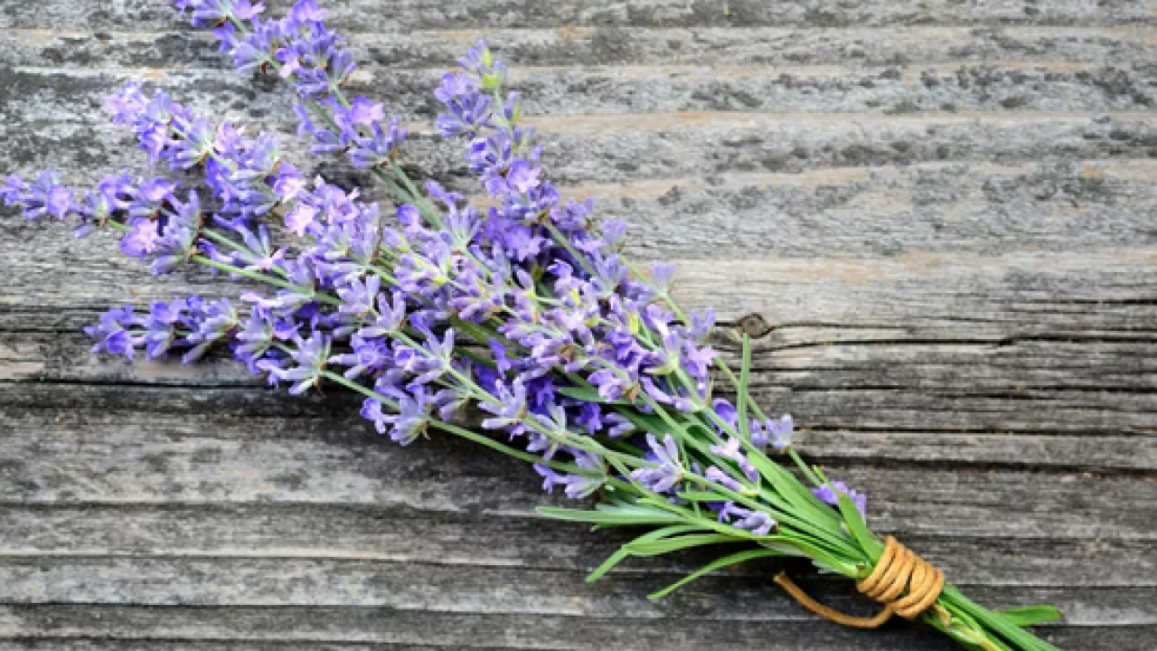 Foto - Yastığın yanına koyunca mışıl mışıl uyutuyor! Resmen uykusuzluğu bitiriyor