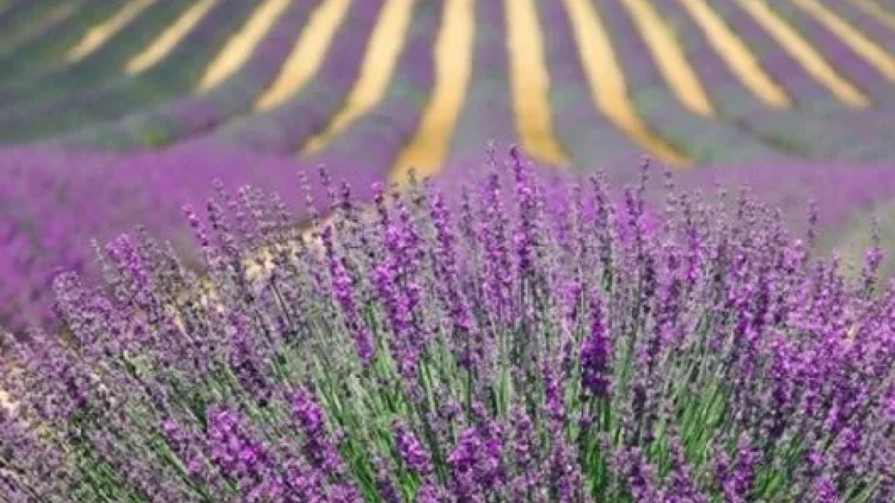 Foto - Yastığın yanına koyunca mışıl mışıl uyutuyor! Resmen uykusuzluğu bitiriyor