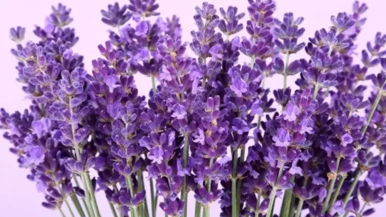 Yastığın yanına koyunca mışıl mışıl uyutuyor! Resmen uykusuzluğu bitiriyor