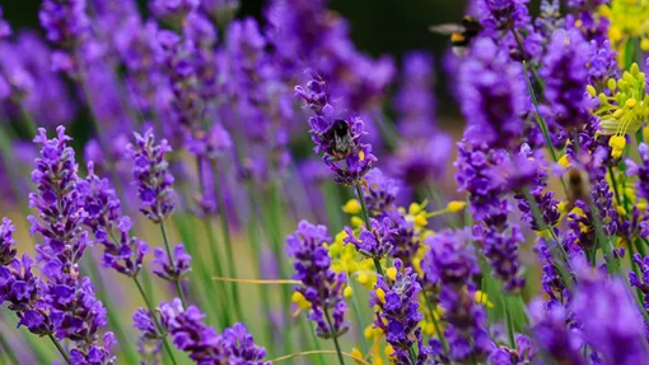 Foto - Yastığın yanına koyunca mışıl mışıl uyutuyor! Resmen uykusuzluğu bitiriyor