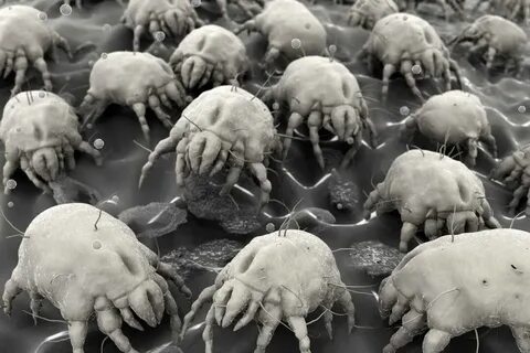 Foto - Yatak odanızda bunlardan varsa yandınız! Kesinlikle dikkat edin