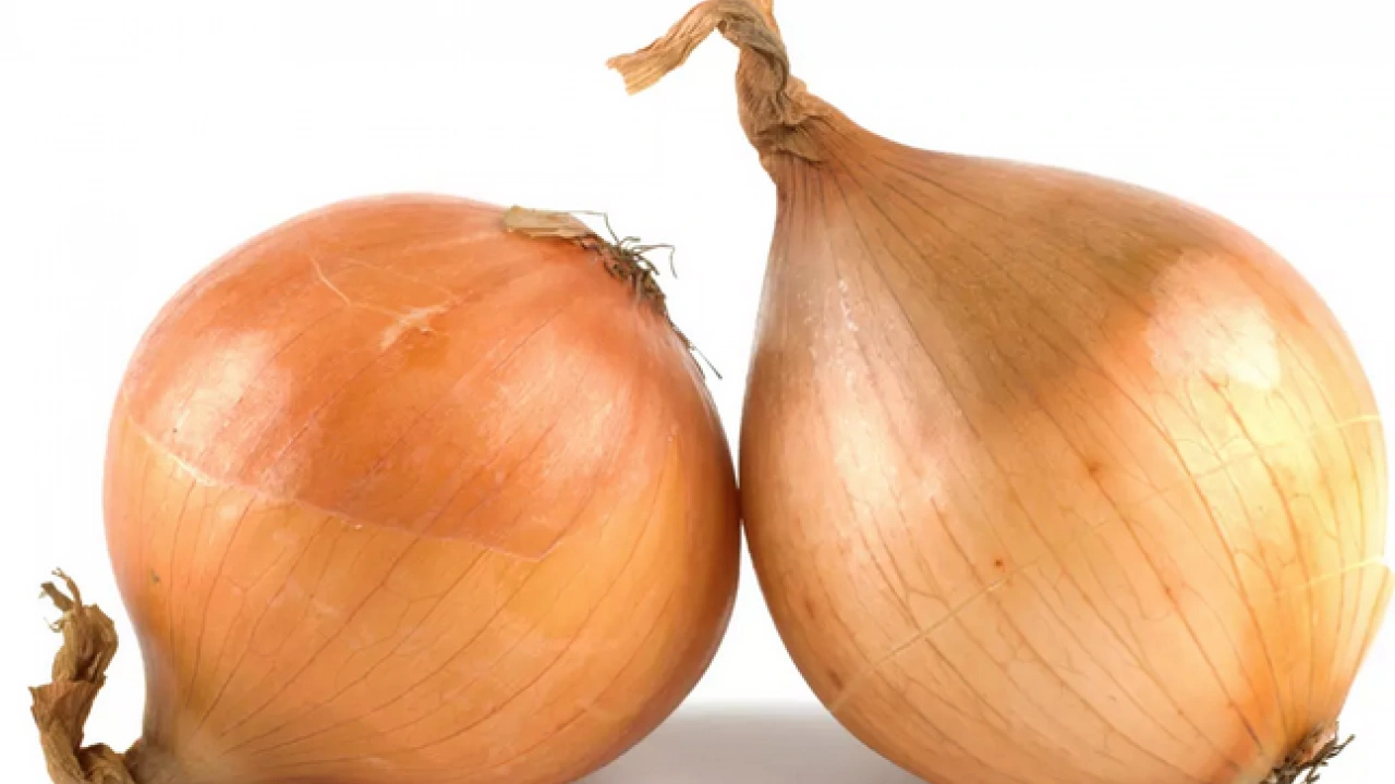 Foto - Yatak odasında soğanla uyumanın faydası ne? Mikroplar kaçacak yer arayacak…