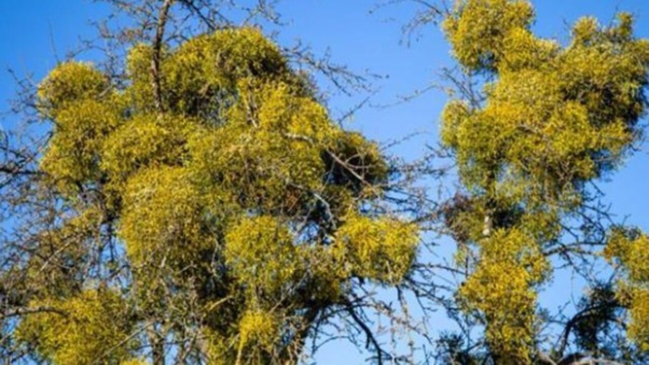 Foto - Yatmadan önce bir bardak için! Horlamaya sağlıklı çözüm