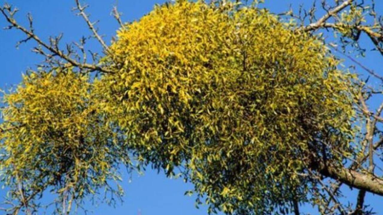 Foto - Yatmadan önce bir bardak için! Horlamaya sağlıklı çözüm