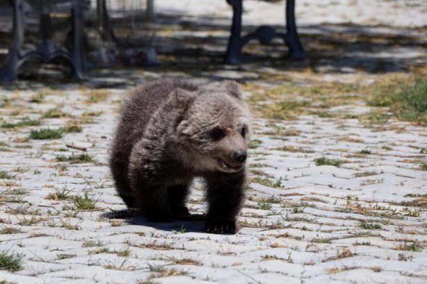 Foto - Yavru ayı için karar verildi