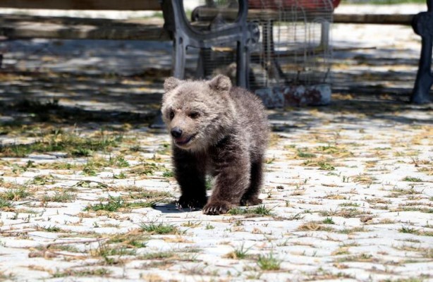 Foto - Yavru ayı için karar verildi