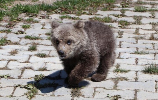 Foto - Yavru ayı için karar verildi